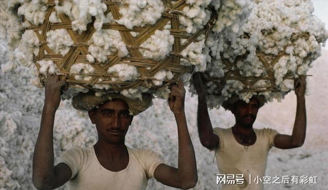 印度一猴子站树上向人群狂撒8万卢比印度猴子大闹银行现场，树上撒钱狂欢，引发民众关注与热议