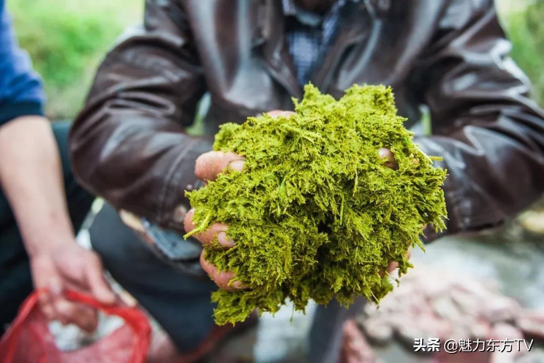 贵州小县城让抹茶快没日本什么事了这种说法可能有些夸张。抹茶作为一种传统的日本茶饮文化，其在日本有着深厚的历史和文化底蕴。然而，随着全球化和文化交流的不断加深，越来越多的国家和地区开始接触和了解抹茶文化，并尝试将其融入当地的饮食文化中。