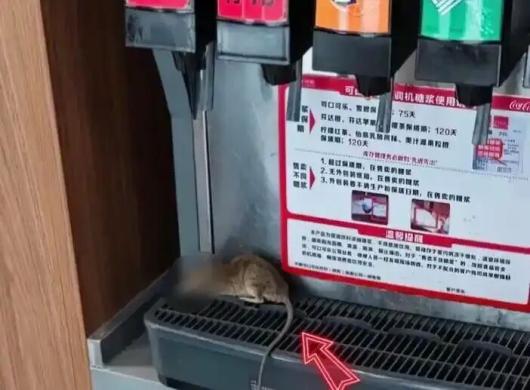 将老鼠放饮料机被拘老鼠放饮料机被拘，背后的故事引人深思